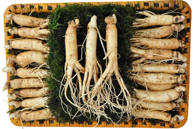 Nhân sâm Hàn Quốc loại 20 củ/kg