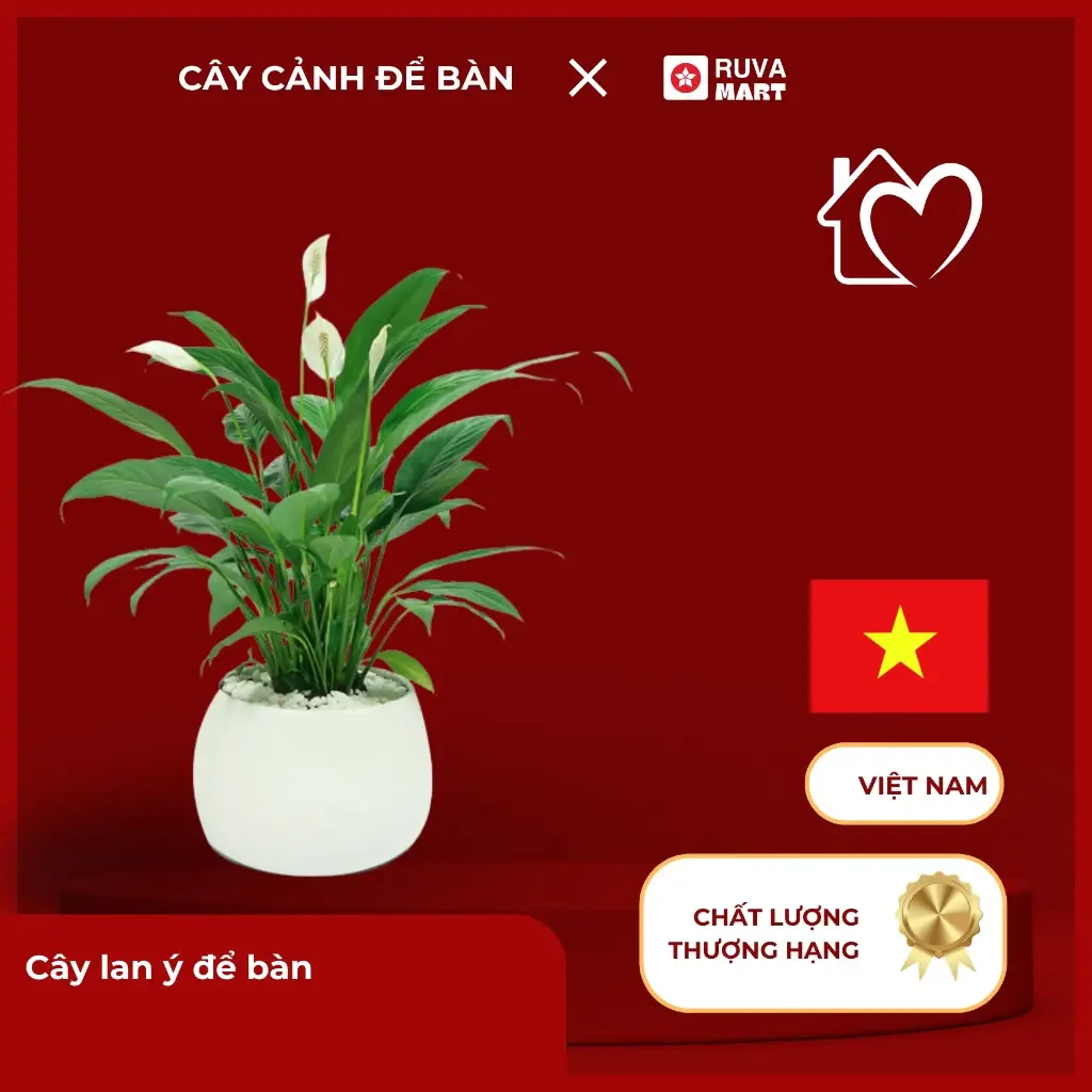 Cây lan ý để bàn  2478