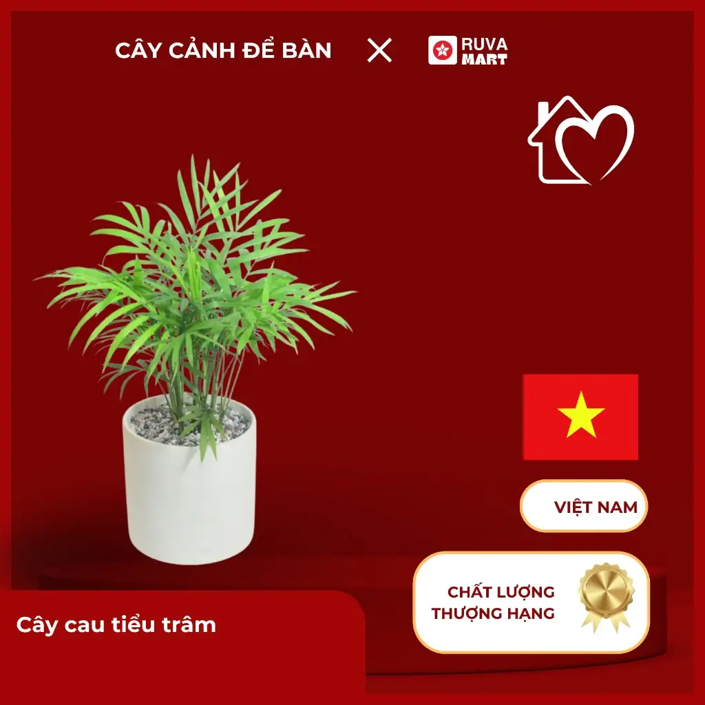 Cây cau tiểu trâm  2484