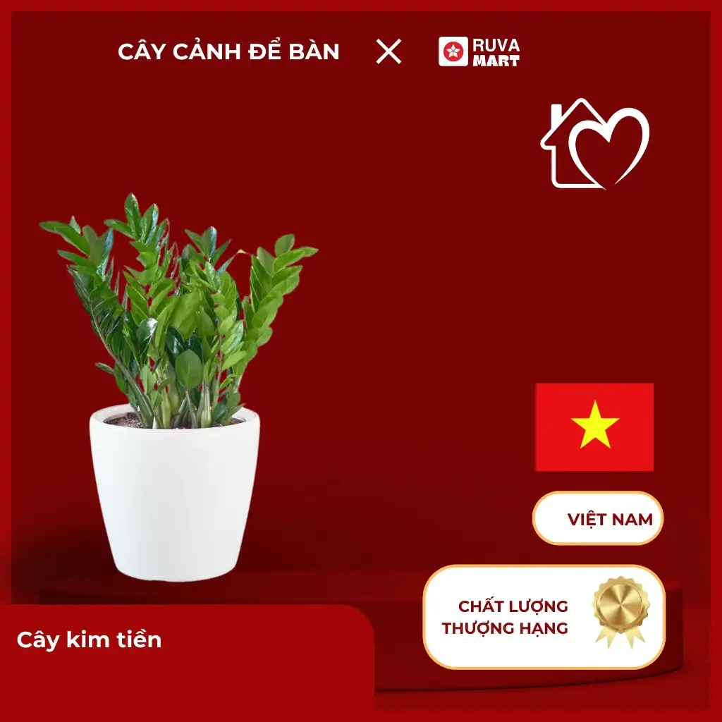 Cây kim tiền  2487