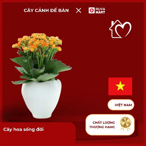 [CCHN] Cây hoa sống đời  2479