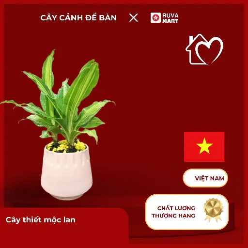 [CCHN] Cây thiết mộc lan  2480