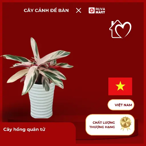 [CCHN] Cây hồng quân tử  2481