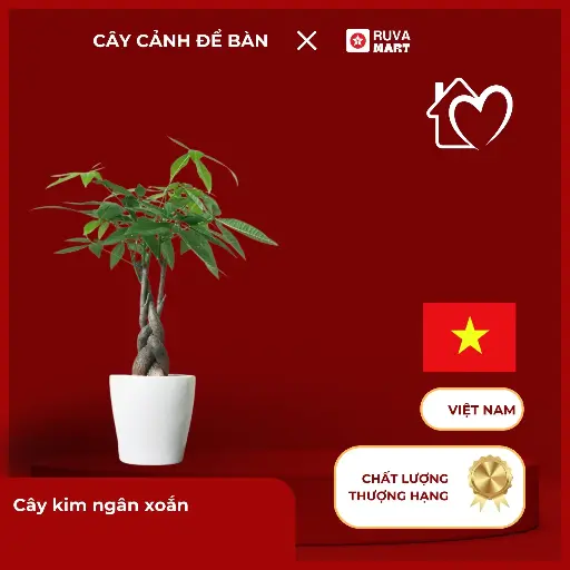 [CCHN] Cây ngọc ngân  2483