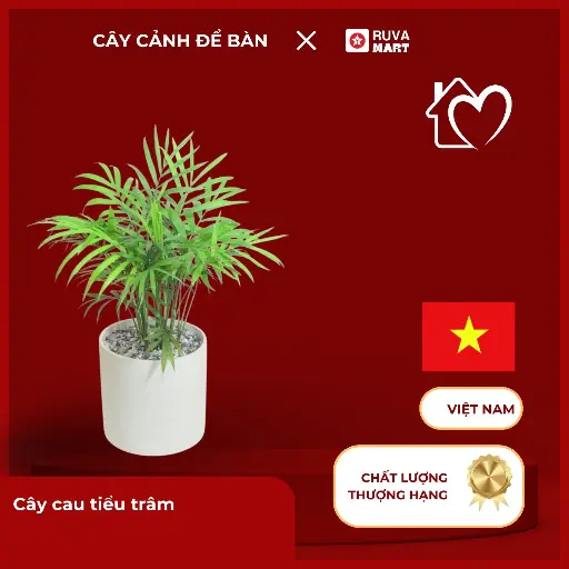 [CCHN] Cây cau tiểu trâm  2484