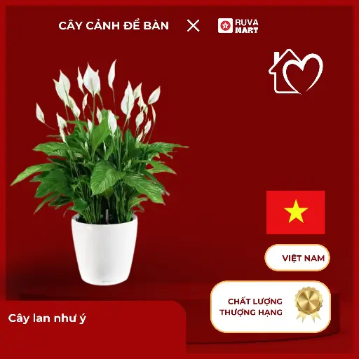 [CCHN] Cây lan như ý  2485