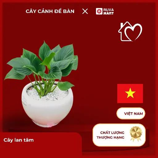 [CCHN] Cây thanh tâm  2486