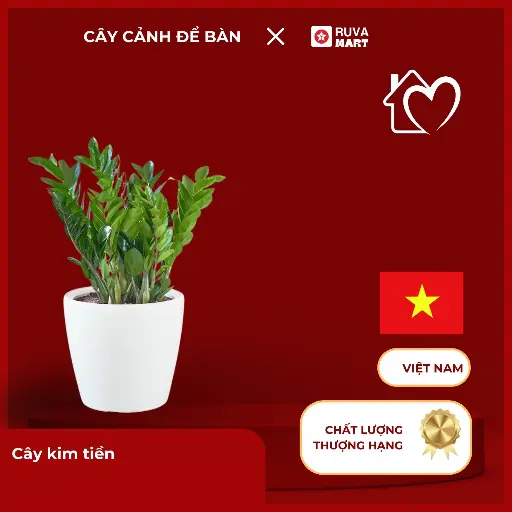 [CCHN] Cây kim tiền  2487